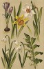 Шафран весенний (Crocus vernus), нарцисс жёлтый (Narcissus Pseudonarcissus), нарцисс белый (Narcissus poeticus), подснежник обыкновенный (Galanthus nivalis), белянка весенняя (Leucojum vernus), купена многоцветковая (Polygonatum multiflorum)
