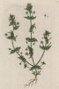 Курослеп (куриная слепота) -- из семейства лютиковые (Ranunculus (лат.) (лист 274 "Гербария" Элизабет Блеквелл, изданного в Нюрнберге в 1757 году)