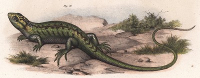 Чилийская древесная игуана (Leiolemus chilensis (лат.)) (из Naturgeschichte der Amphibien in ihren Sämmtlichen hauptformen. Вена. 1864 год)