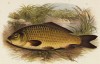 Карп (иллюстрация к "Пресноводным рыбам Британии" -- одной из красивейших работ 70-х гг. XIX века, выполненных в технике хромолитографии)