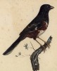 Тоухи красноглазый (Pipilo erythrophthalmus (лат.)) (лист из альбома литографий "Галерея птиц... королевского сада", изданного в Париже в 1822 году)