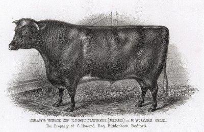Двухлетний бык Великий герцог Лайтбёрн мистера Говарда. Farmer's Magazin. Лондон, 1844