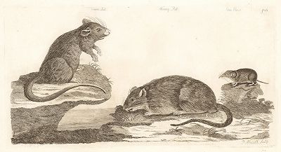 Крысы и землеройка. Лист из The Natural History and Antiquities of Selborne Гилберта Уайта, Лондон, 1789