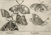 Бабочки и мотыльки (лист из альбома Nova raccolta de li animali piu curiosi del mondo disegnati et intagliati da Antonio Tempesta... Рим. 1651 год)