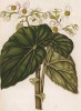 Бегония Лаперуза. Begonia Lapeyrousii (лат.). Профессор Удеманс, Neerland's Plantentuin: Afbeeldingen en beschrijvingen van sierplanten voor tuin en kamer, л.I. Амстердам, 1866

