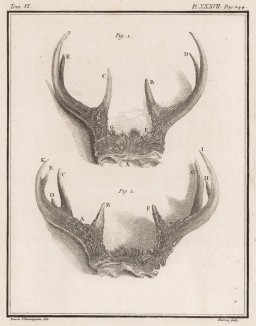 Чьи-то рога (лист XXXVII иллюстраций к шестому тому знаменитой "Естественной истории" графа де Бюффона, изданному в Париже в 1756 году)