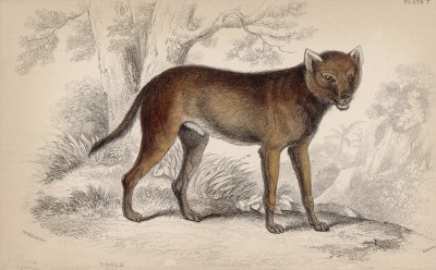 Красный волк, или дикая индийская собака (Chryseus scylax (лат.)) (лист 7 тома IV "Библиотеки натуралиста" Вильяма Жардина, изданного в Эдинбурге в 1839 году)
