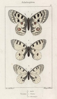 Бабочки рода Parnassius 1.Аполлон (Apollo), 2.Феб (Phaebus) и 3.Мнемозина (Mnemosyne (лат.)) (лист 15)