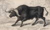 Агрессивный кафрский буйвол (Bubalus cafer (лат.)) (лист 29 тома X "Библиотеки натуралиста" Вильяма Жардина, изданного в Эдинбурге в 1843 году)