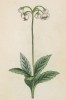 Грушанка зонтичная (Pyrola umbellata (лат.)) (лист 301 известной работы Йозефа Карла Вебера "Растения Альп", изданной в Мюнхене в 1872 году)
