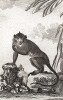 Макак-крабоед, или яванский макак, он же длиннохвостый макак (лист CCLXXI)
