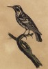 Птица из семейства воробьинообразные Mniotilla varia (лат.) (лист из альбома литографий "Галерея птиц... королевского сада", изданного в Париже в 1825 году)