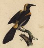 Дрозд (Pendulinus chrisocephalus (лат.)) (лист из альбома литографий "Галерея птиц... королевского сада", изданного в Париже в 1822 году)