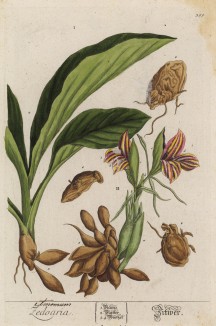 Белая куркума (Curcuma Zedoaria (лат.)) (лист 399 "Гербария" Элизабет Блеквелл, изданного в Нюрнберге в 1757 году)