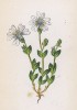 Ясколка альпийская (Cerastium alpinum (лат.)) (лист 98 известной работы Йозефа Карла Вебера "Растения Альп", изданной в Мюнхене в 1872 году)