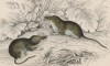 Землеройки вида обыкновенная бурозубка (Sorex araneus (лат.)) (лист 6 тома VII "Библиотеки натуралиста" Вильяма Жардина, изданного в Эдинбурге в 1838 году)