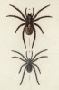 Тарантулы (a) Lycosa maculata и (b) Lycosa wagleri (лат.) (лист III. 3 из Monographie der spinne... Нюрнберг. 1829 год (экземпляр № 26 из 100))