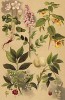 Недотрога жёлтая (Impatiens noli tangere), кислица обыкновенная (Oxalis Acetosella), ясенец белый (Dictamnus albus), бересклет европейский (Evonymus europaeus), клекачка перистая (Staphylea pinnata)