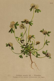 Клевер скальный (Trifolium saxatile (лат.)) (из Atlas der Alpenflora. Дрезден. 1897 год. Том III. Лист 242)
