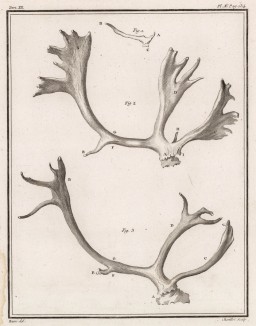 Рога и рожки (лист X иллюстраций к двенадцатому тому знаменитой "Естественной истории" графа де Бюффона, изданному в Париже в 1764 году)