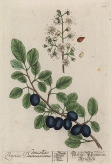 Слива домашняя (Prunus domesticus (лат.)) семейства розовые (лист 305 "Гербария" Элизабет Блеквелл, изданного в Нюрнберге в 1757 году)