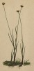 Ситник трёхчешуйный (Juncus triglumis L. (лат.)) (из Atlas der Alpenflora. Дрезден. 1897 год. Том I. Лист 34)