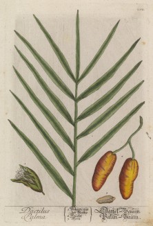 Лист финиковой пальмы (Dactilus Palma (лат.)) и финики - распространённый продукт питания (лист 202 "Гербария" Элизабет Блеквелл, изданного в Нюрнберге в 1757 году)