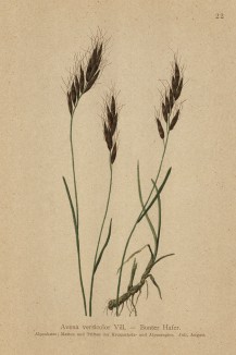 Овёс дикий (Avena versicolor (лат.)) (из Atlas der Alpenflora. Дрезден. 1897 год. Том I. Лист 22)