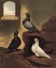 Совы иноземные (african owls (англ.)): голубой, чёрный и белый (из знаменитой "Книги голубей..." Роберта Фултона, изданной в Лондоне в 1874 году)