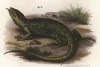 Ящерица Chrysolamprus ocellatus (лат.) (из Naturgeschichte der Amphibien in ihren Sämmtlichen hauptformen. Вена. 1864 год)