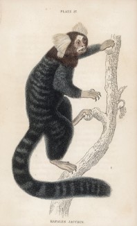 Цепкохвостая обезьяна Hapales jacchus (лат.), или striated monkey (англ.) (лист 27 тома II "Библиотеки натуралиста" Вильяма Жардина, изданного в Эдинбурге в 1833 году)