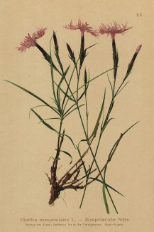Гвоздика монпельенская (Dianthus monspessulanus (лат.)) (из Atlas der Alpenflora. Дрезден. 1897 год. Том I. Лист 93)