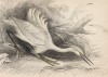 Малая белая цапля, или чепура-нужда (Egretta garzetta (лат.)) (лист 4 тома XXVI "Библиотеки натуралиста" Вильяма Жардина, изданного в Эдинбурге в 1842 году)