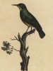 Нектарница малая (лист из альбома литографий "Галерея птиц... королевского сада", изданного в Париже в 1825 году)