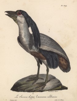 Челноклюв (лист из альбома литографий "Галерея птиц... королевского сада", изданного в Париже в 1825 году)
