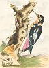 Крашенной вручную офорт из работы Томаса Лорда Lord's Entire new System of Ornithology or Oecumenical History of British Birds, Лондон, 1791-1796.