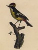 Королёк пёстрый (лист из альбома литографий "Галерея птиц... королевского сада", изданного в Париже в 1825 году)