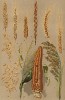Кукуруза (Zea Mays), просо (Panicum miliaceum), овёс (Avena), овёс (Avena orientalis), пшеница (Triticum vulgare), полба (Triticum Spelta), эммер (Triticum diccocum), оркиш (Triticum monococcum), рожь (Secale cereale), ячмень (Hordeum distichum)