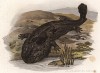 Саламандра Megalobatrachus Sieboldii (лат.) (из Naturgeschichte der Amphibien in ihren Sämmtlichen hauptformen. Вена. 1864 год)