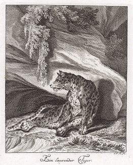 Сидящая пантера. Гравюра Иоганна Элиаса Ридингера из Entwurff Einiger Thiere ..., Аугсбург, 1738. 