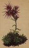 Молодило Функа (Sempervivum Funkii. (лат.)) (из Atlas der Alpenflora. Дрезден. 1897 год. Том III. Лист 210)