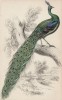Яванский павлин (Pavo muticus (лат.)) (лист 4 тома XX "Библиотеки натуралиста" Вильяма Жардина, изданного в Эдинбурге в 1834 году)