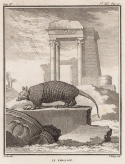 Броненосец (лист XIX иллюстраций к четвёртому тому знаменитой "Естественной истории" графа де Бюффона, изданному в Париже в 1753 году)
