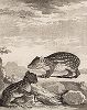 Южноамериканский грызун пака из семейства агутиевые (лист XXIV иллюстраций к четвёртому тому знаменитой "Естественной истории" графа де Бюффона, изданному в Париже в 1753 году)