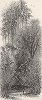 Магнолия на берегу заводи реки Эшли-ривер, штат Южная Каролина. Лист из издания "Picturesque America", т.I, Нью-Йорк, 1872.