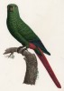 Изумрудный попугай (лист 21 иллюстраций к первому тому Histoire naturelle des perroquets Франсуа Левальяна. Изображения попугаев из этой работы считаются одними из красивейших в истории. Париж. 1801 год)
