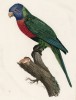Самка синеголового ожерелового попугая (лист 25 иллюстраций к первому тому Histoire naturelle des perroquets Франсуа Левальяна. Изображения попугаев из этой работы считаются одними из красивейших в истории. Париж. 1801 год)