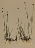 Ситник альпийский (Juncus alpinus Vill. (лат.)) (из Atlas der Alpenflora. Дрезден. 1897 год. Том I. Лист 35)