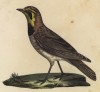 Виргинский жаворонок (лист из альбома литографий "Галерея птиц... королевского сада", изданного в Париже в 1825 году)