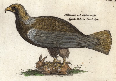 Чёрный орёл. Historia naturalis. Амстердам, 1657